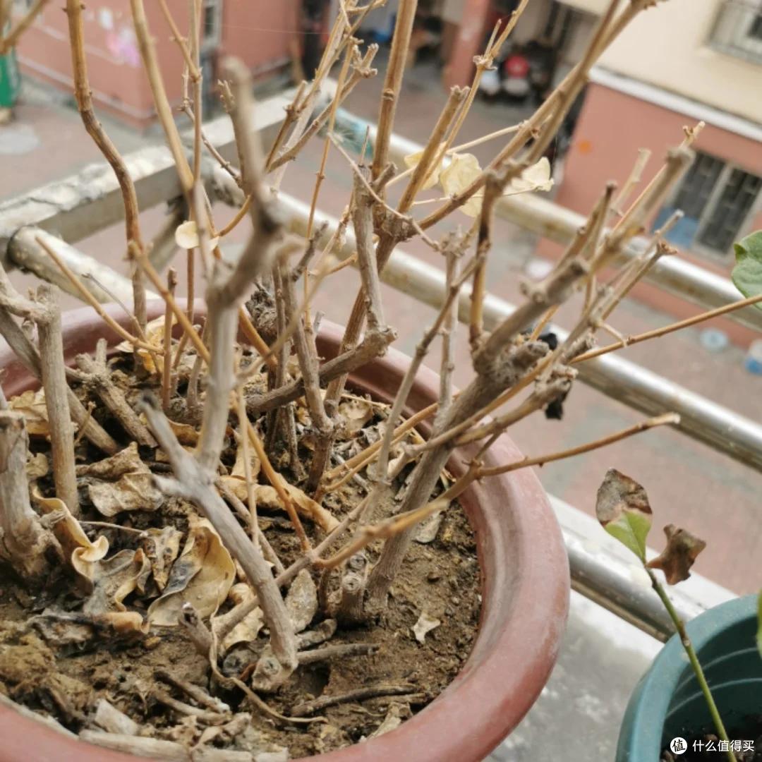 满头花苞的茉莉花，2个月成“光杆”？背后的“猫腻”令人深思~