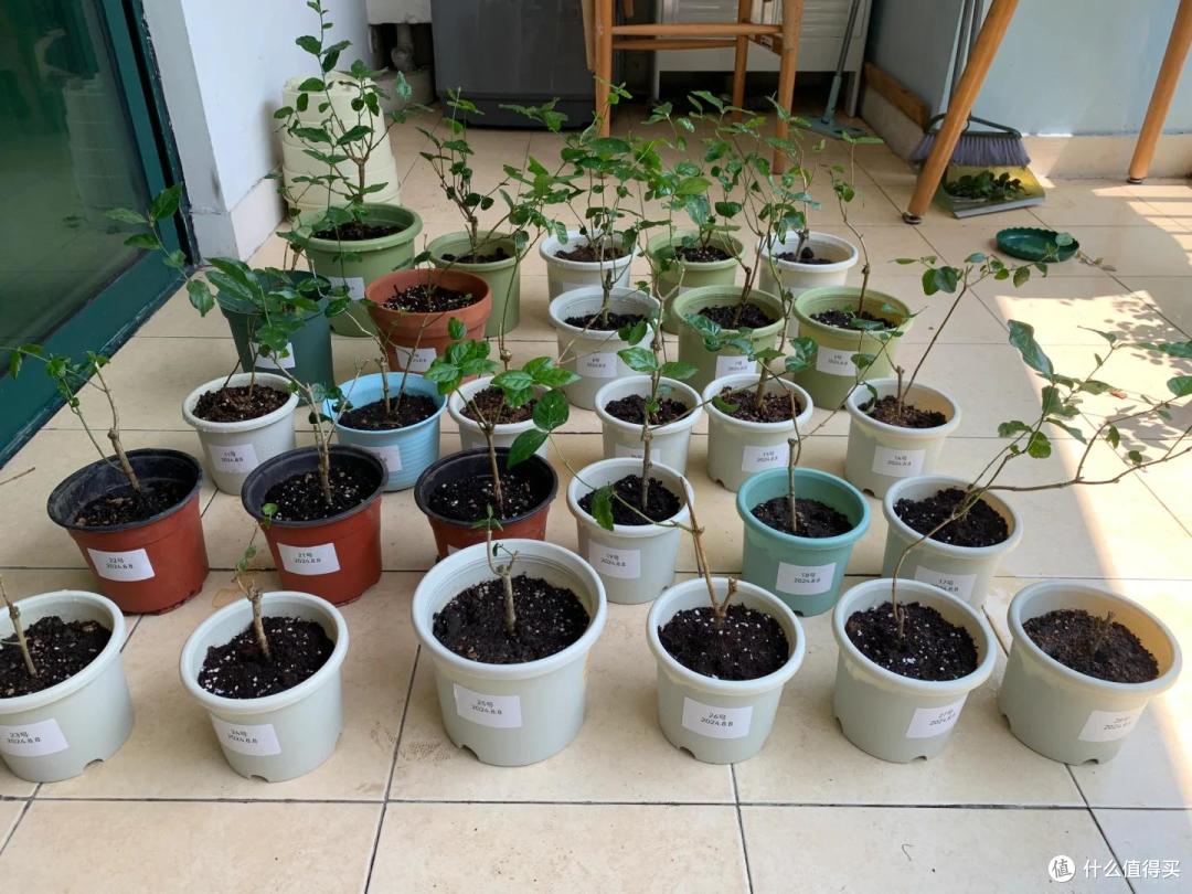 满头花苞的茉莉花，2个月成“光杆”？背后的“猫腻”令人深思~