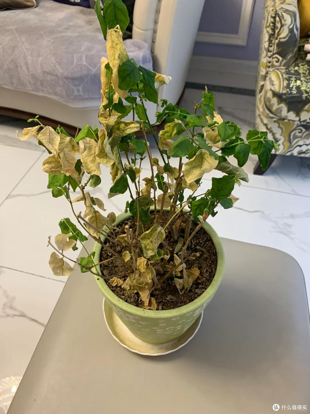满头花苞的茉莉花，2个月成“光杆”？背后的“猫腻”令人深思~