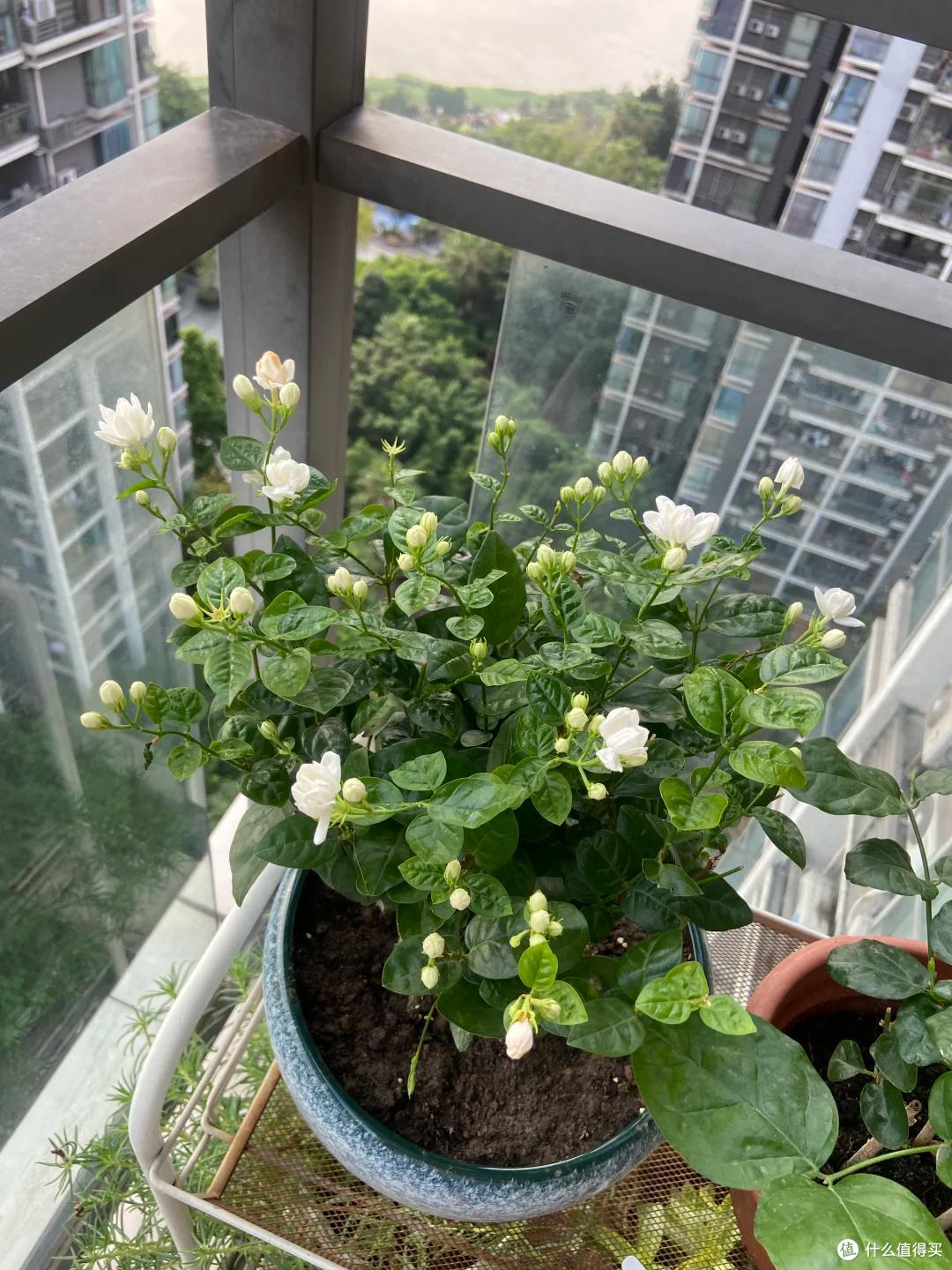 满头花苞的茉莉花，2个月成“光杆”？背后的“猫腻”令人深思~