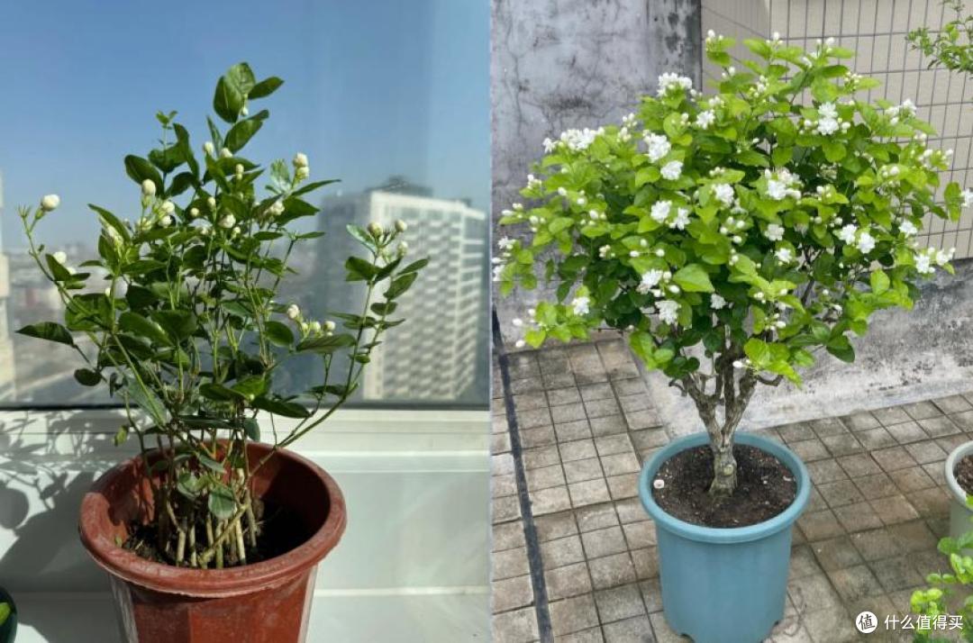 满头花苞的茉莉花，2个月成“光杆”？背后的“猫腻”令人深思~