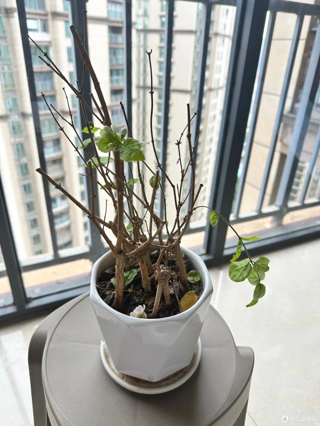 满头花苞的茉莉花，2个月成“光杆”？背后的“猫腻”令人深思~