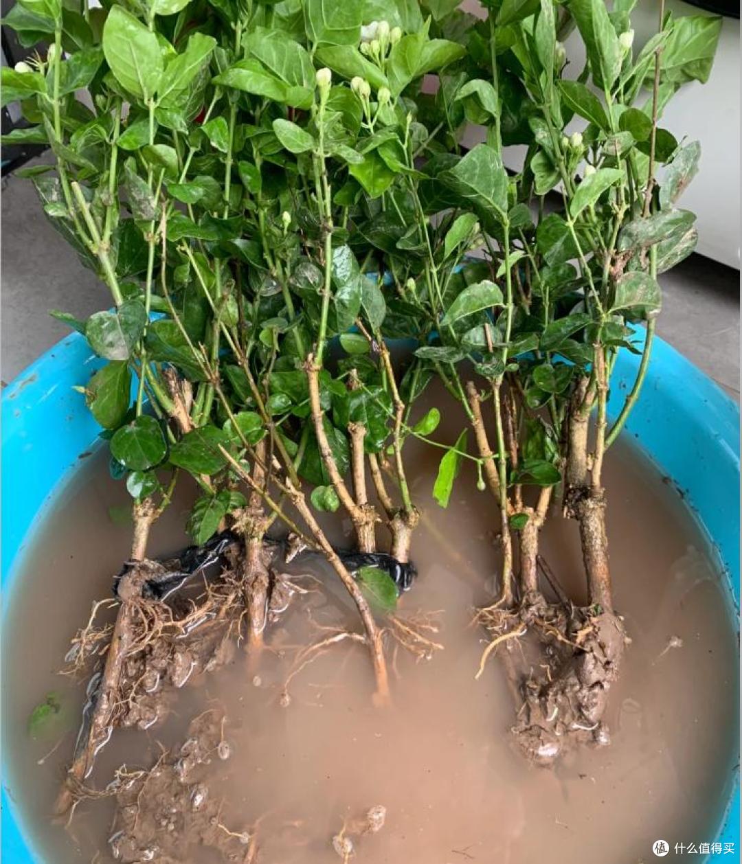 满头花苞的茉莉花，2个月成“光杆”？背后的“猫腻”令人深思~