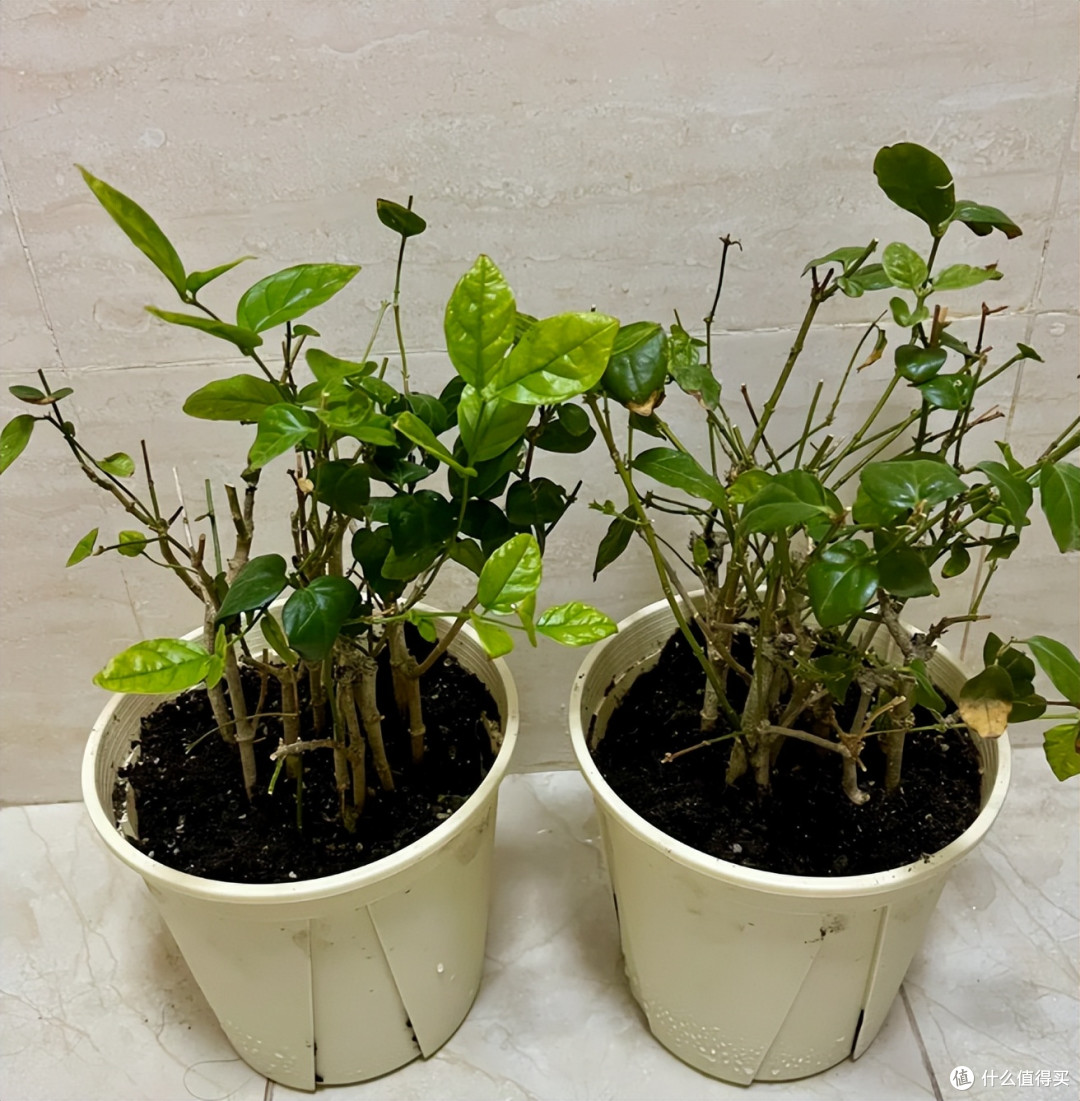 满头花苞的茉莉花，2个月成“光杆”？背后的“猫腻”令人深思~