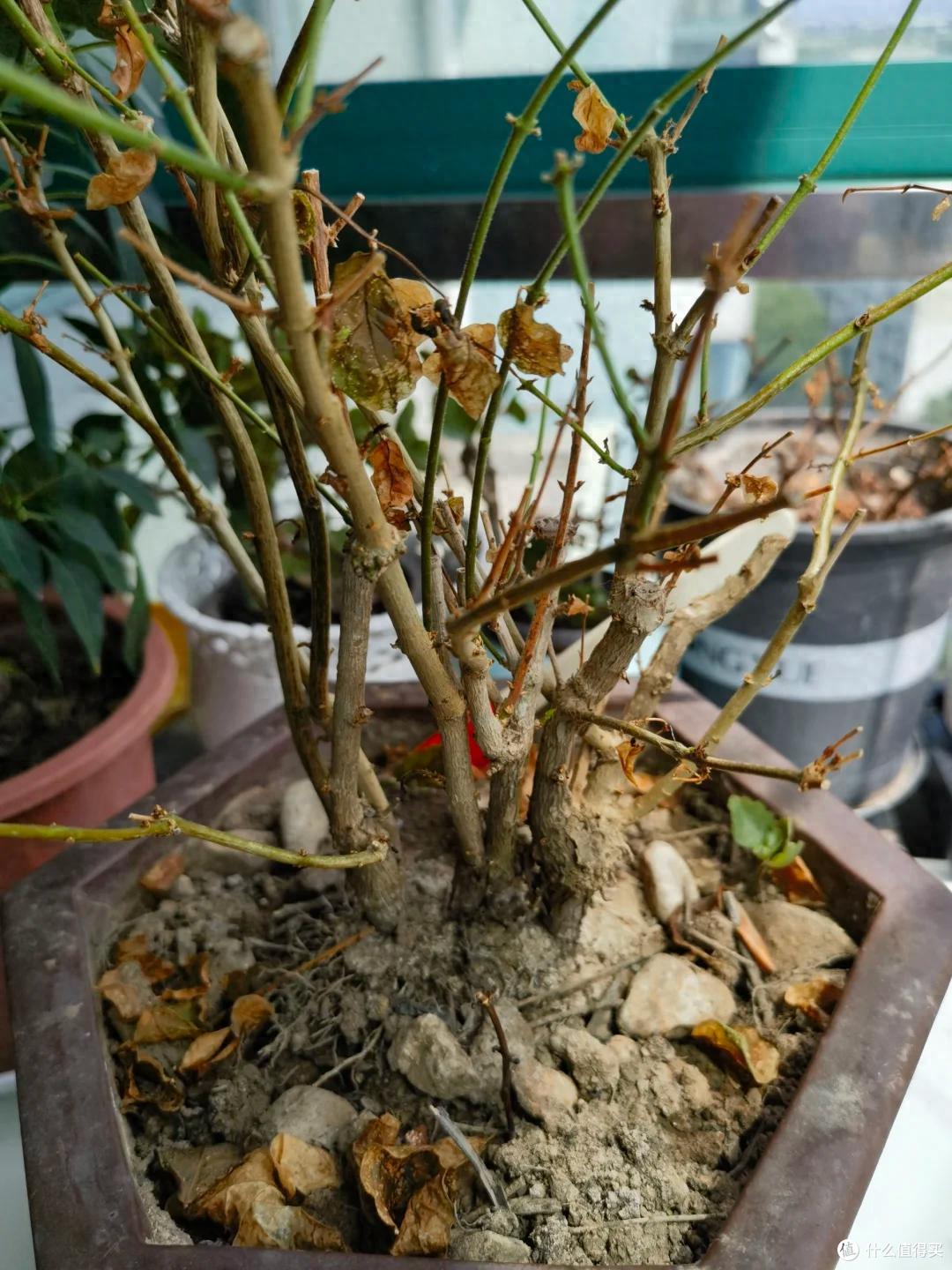 满头花苞的茉莉花，2个月成“光杆”？背后的“猫腻”令人深思~