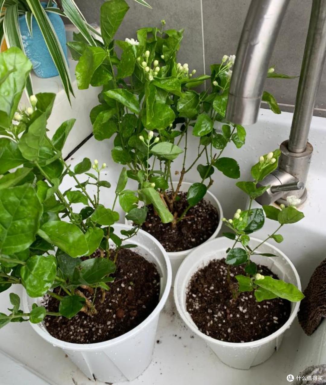 满头花苞的茉莉花，2个月成“光杆”？背后的“猫腻”令人深思~