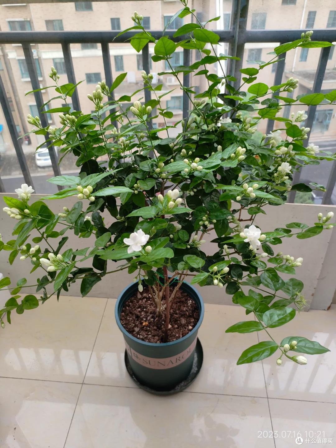 满头花苞的茉莉花，2个月成“光杆”？背后的“猫腻”令人深思~