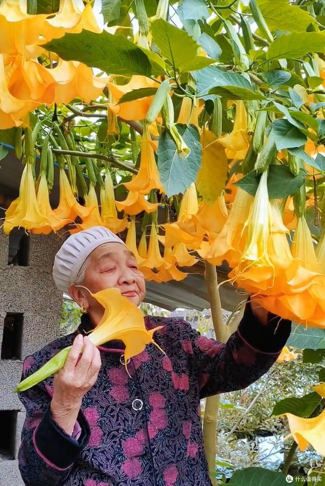 女孩晒“奶奶养了31年的花”,大朵好漂亮,反手一查“天塌了”~