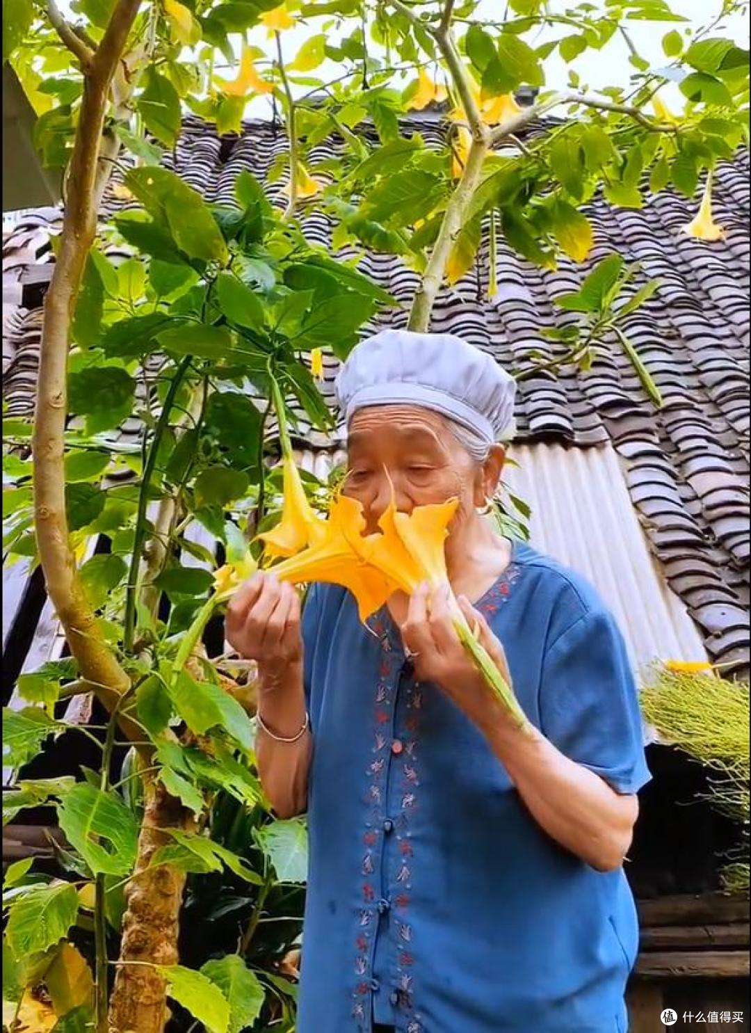 女孩晒“奶奶养了31年的花”,大朵好漂亮,反手一查“天塌了”~