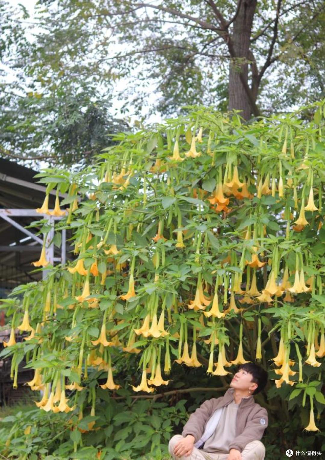 女孩晒“奶奶养了31年的花”,大朵好漂亮,反手一查“天塌了”~
