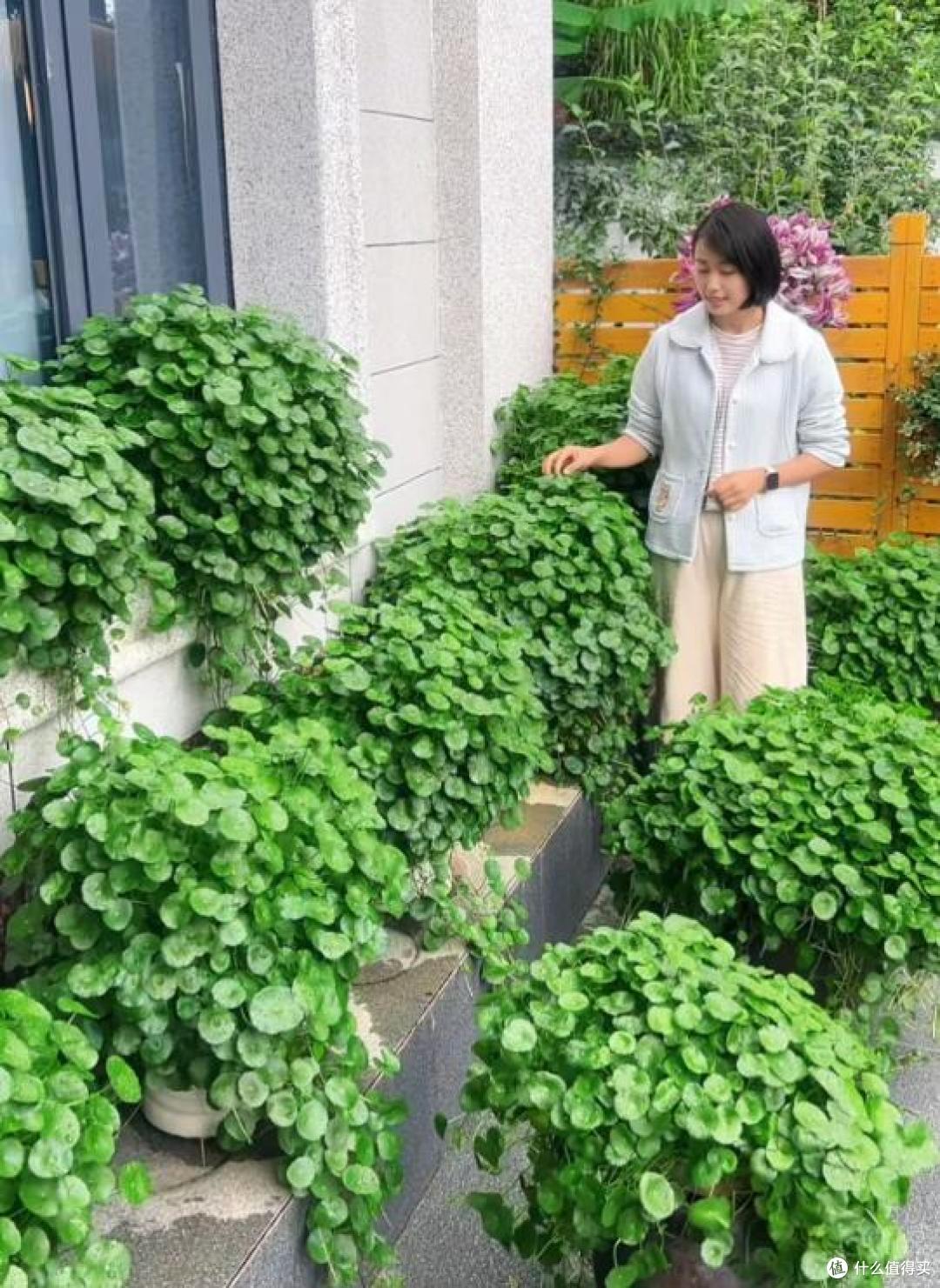 男子晒“老妈养了9年的铜钱草”，堪比小树，叶子比钱大，贼旺盛~