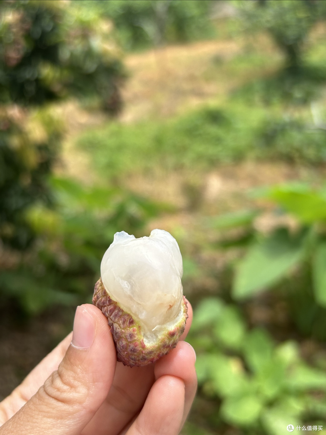 今年荔枝超便宜，你吃了吗？