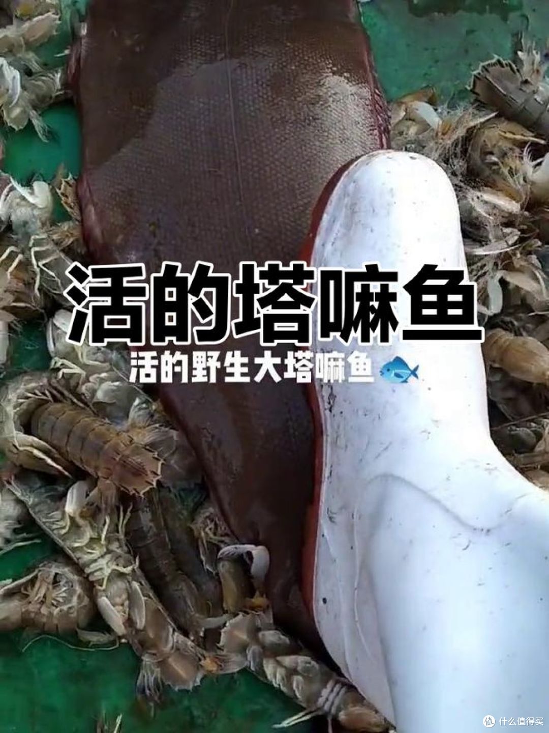 塔嘛鱼和鳎目鱼的区别,哪种好吃又便宜?