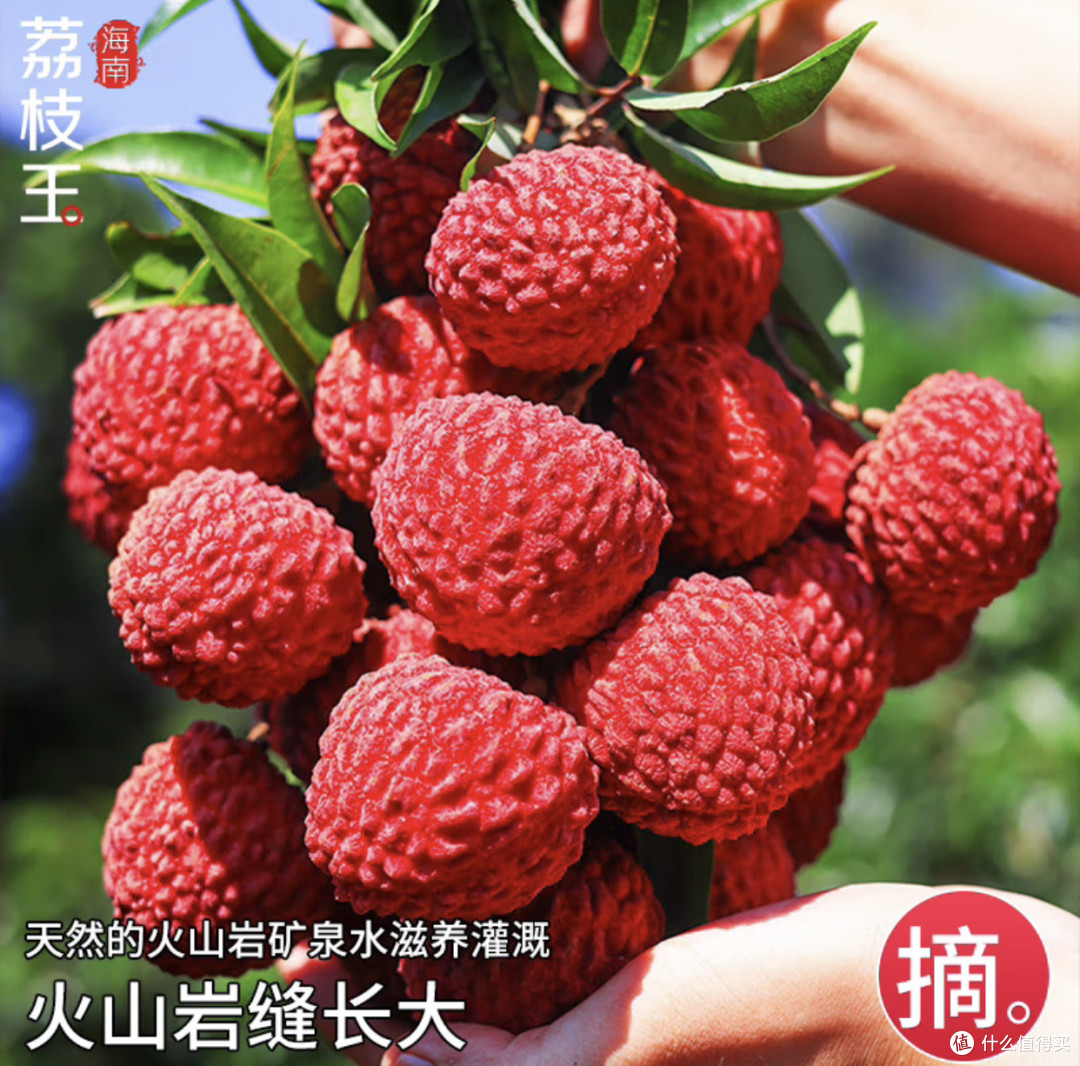 暴跌七成!广西灵山荔枝王开吃体验:钱包没哭,味蕾笑疯了!