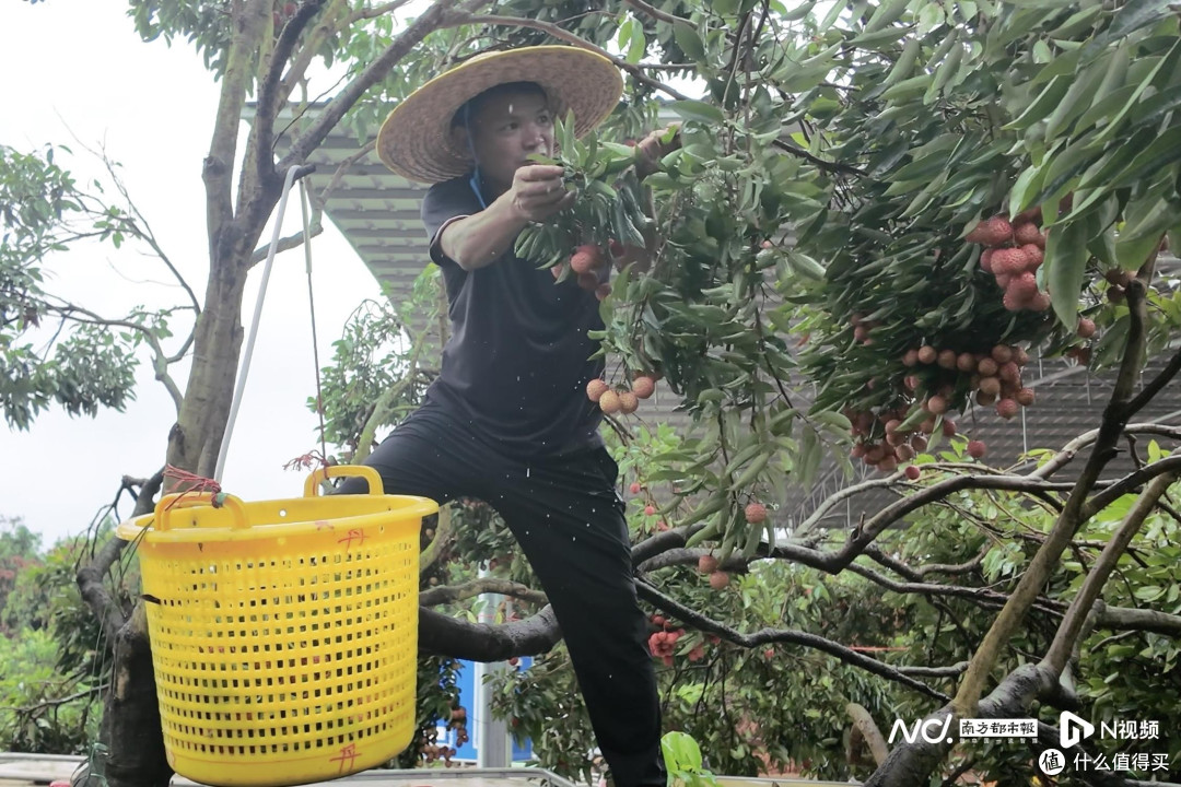 产量激增致荔枝价跌