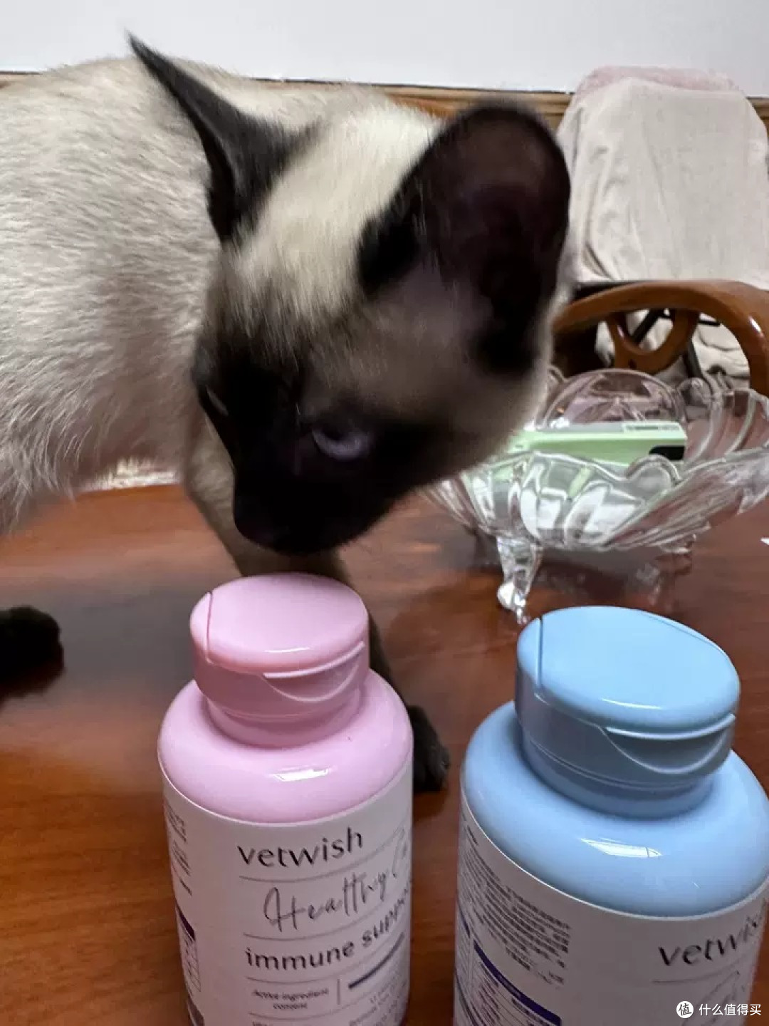 软便星人逆袭记:我家猫和Vetwish布拉迪酵母的治愈故事