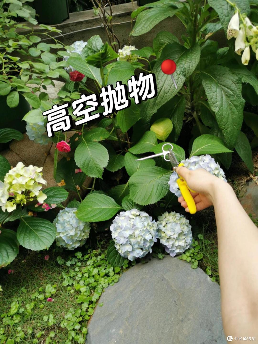 为何越来越多人搬离“一楼带院”的房子?这些网友说出了实情