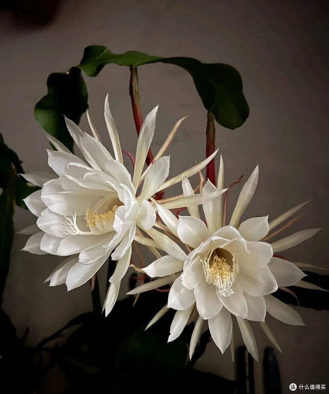 安徽一女子，昙花“当年扦插就开花”，网友：真牛！咋养的？
