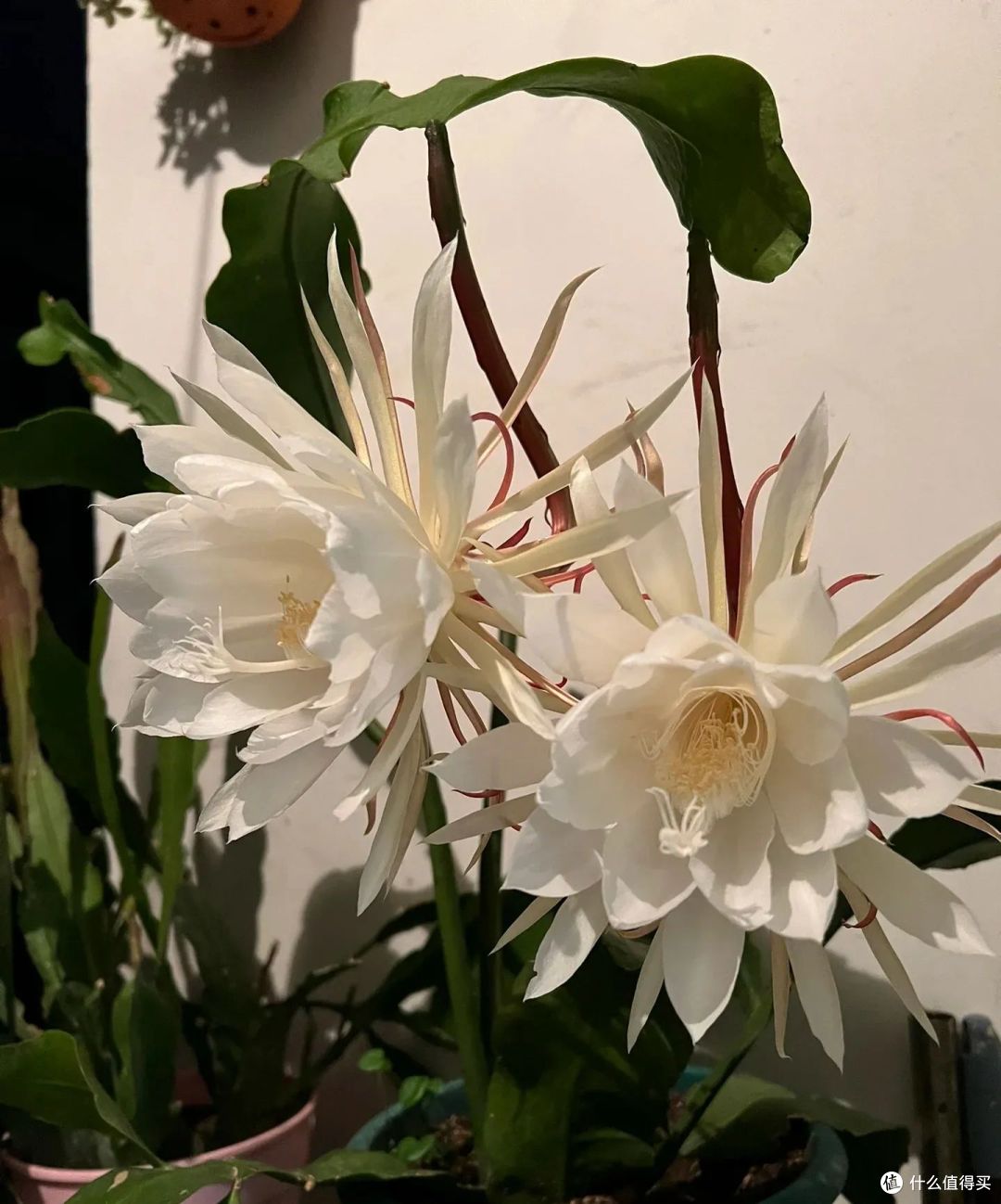 安徽一女子，昙花“当年扦插就开花”，网友：真牛！咋养的？