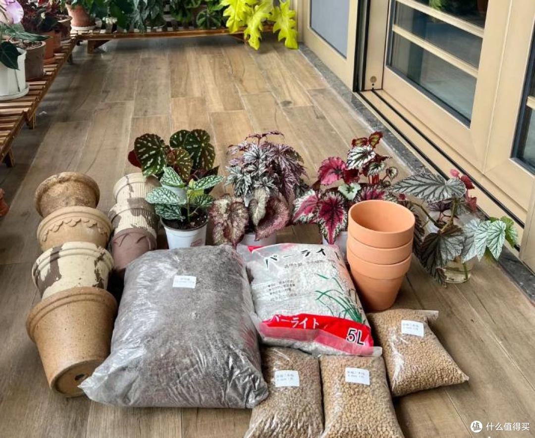 阳台养花5年,我退坑了:曾以为的岁月静好,实则不堪重负~