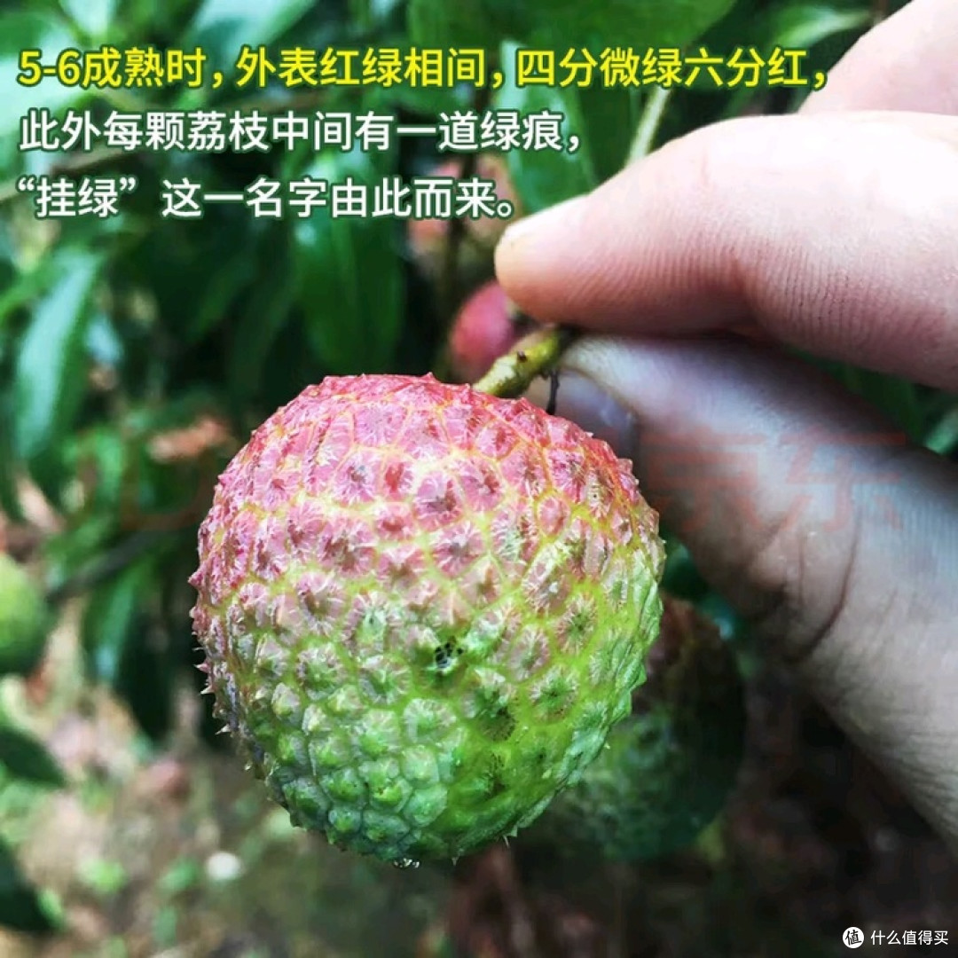 增城挂绿荔枝:珍稀美味