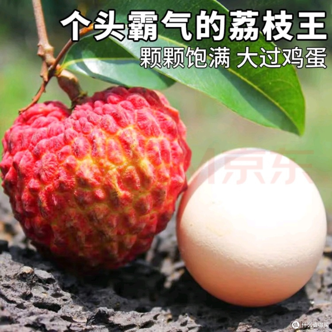 火山荔枝王刷新荔枝认知