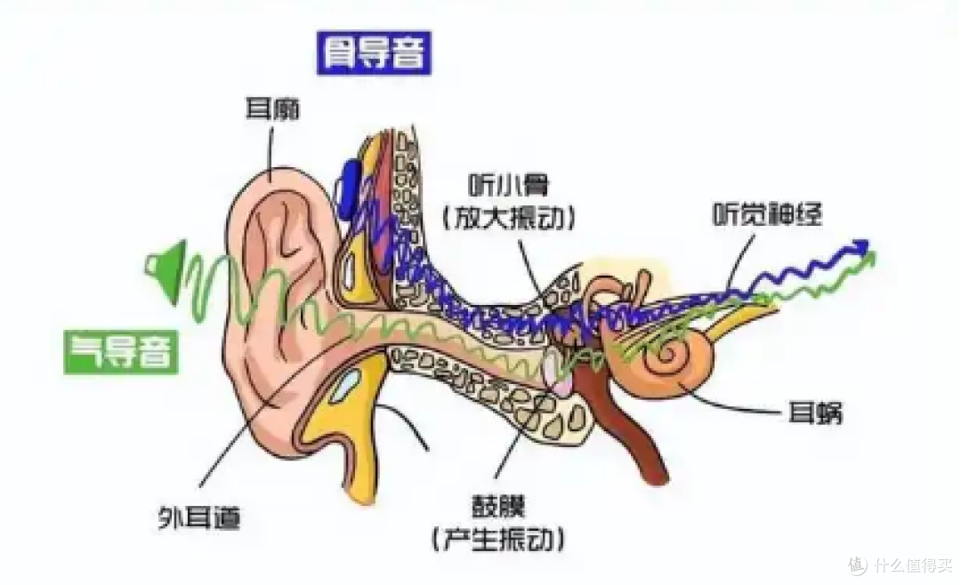2025年开放式耳机：骨聆小飞豆/韶音动钛圈真实体验