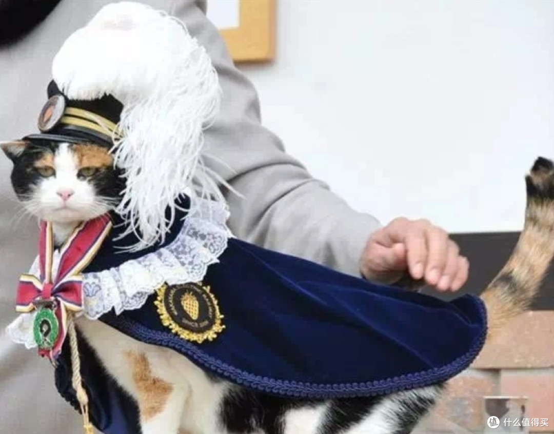 你养的宠物猫，正在暴露你的钱包余额