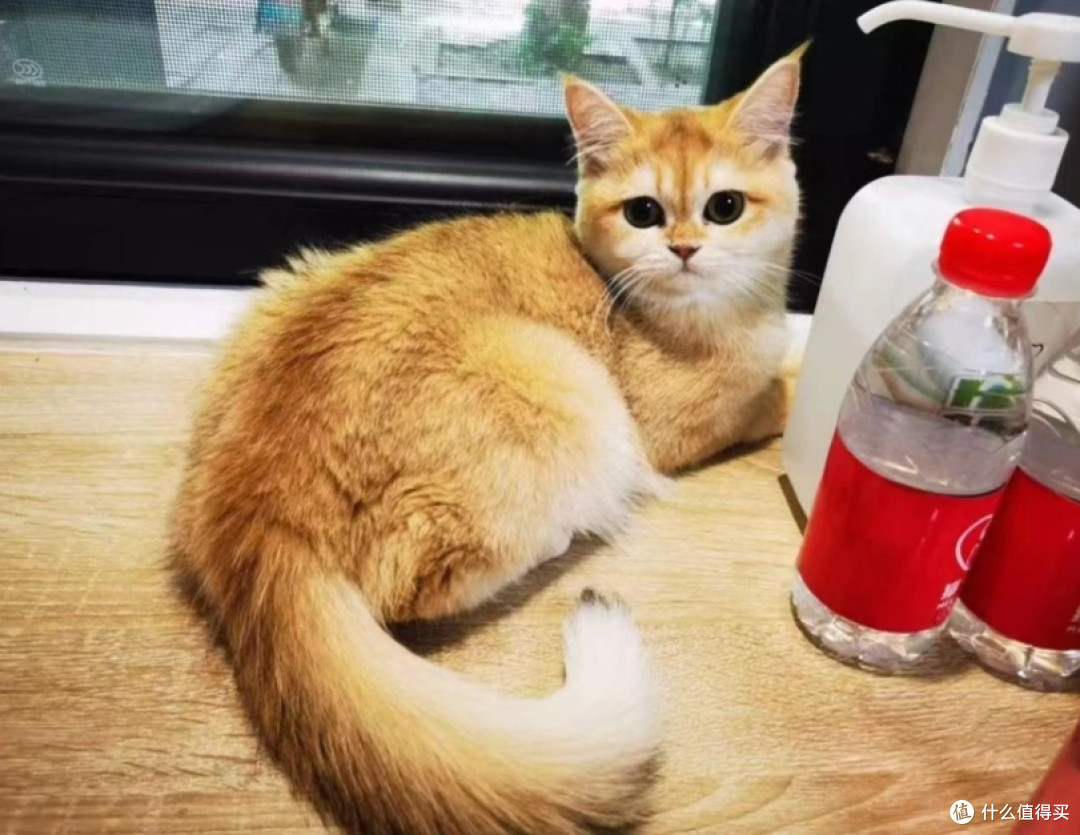 你养的宠物猫，正在暴露你的钱包余额