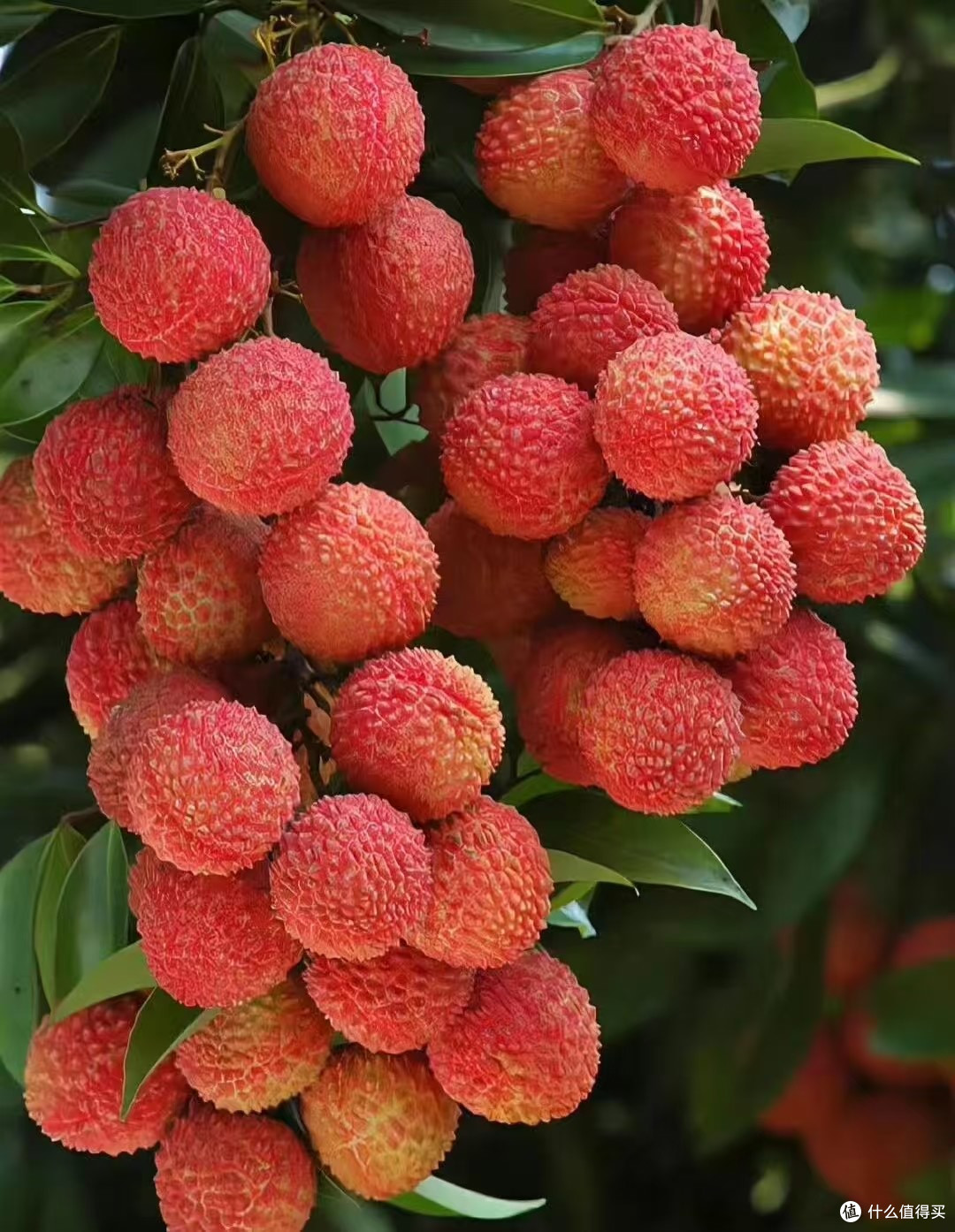简约版荔枝冻