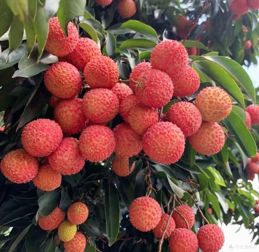荔枝价格暴跌七成,你的荔枝自由了吗?
