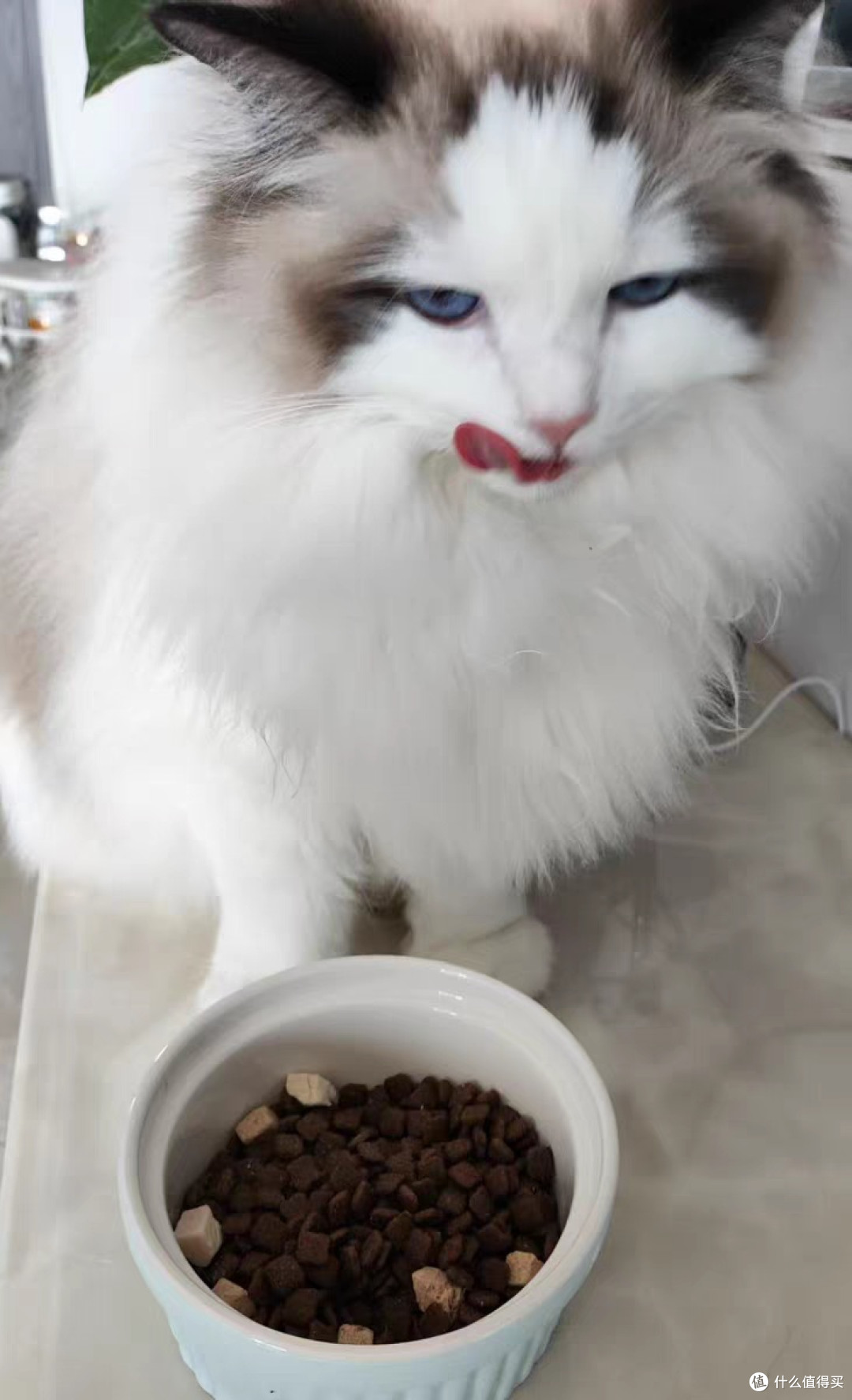 营养又美味的猫粮，让猫咪大快朵颐