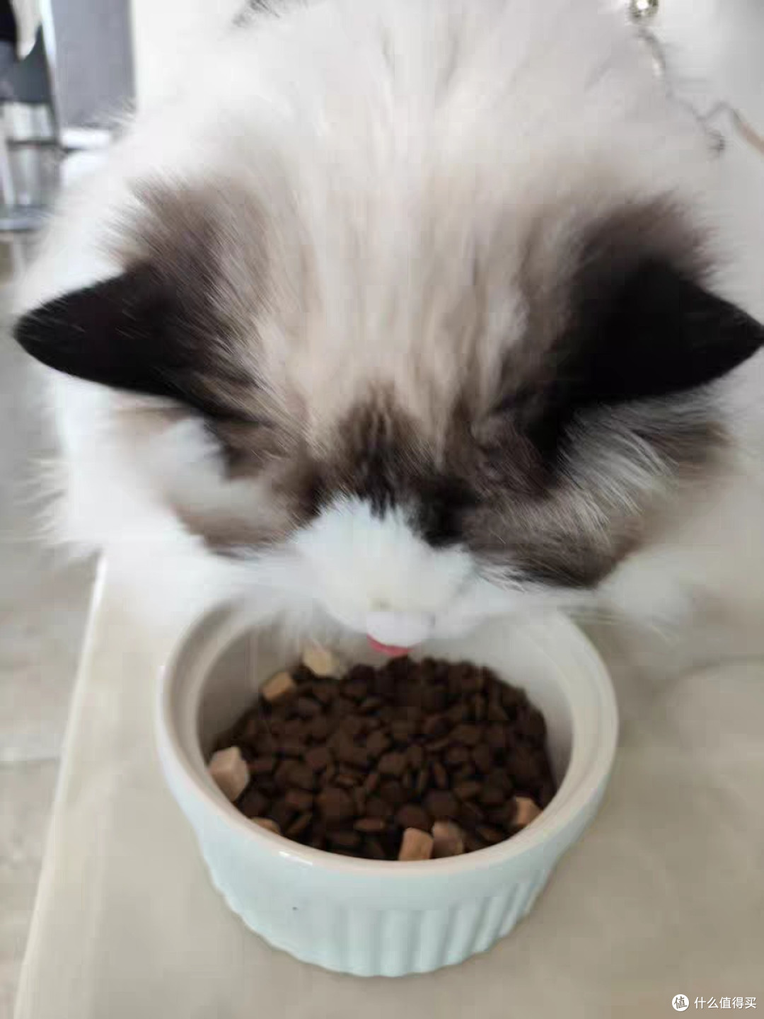 营养又美味的猫粮,让猫咪大快朵颐