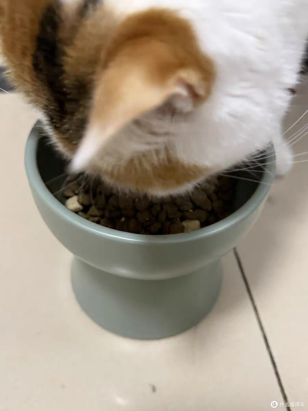 营养又美味的猫粮,让猫咪大快朵颐