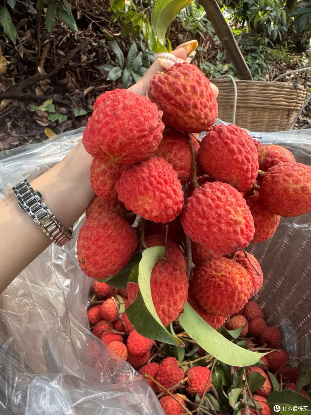 荔枝价格大跳水,购物车加满了吗?
