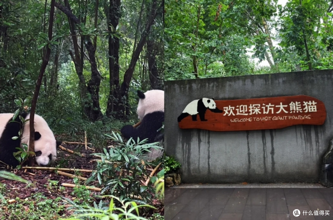 毕业旅行成都游记：在烟火与诗意中镌刻青春