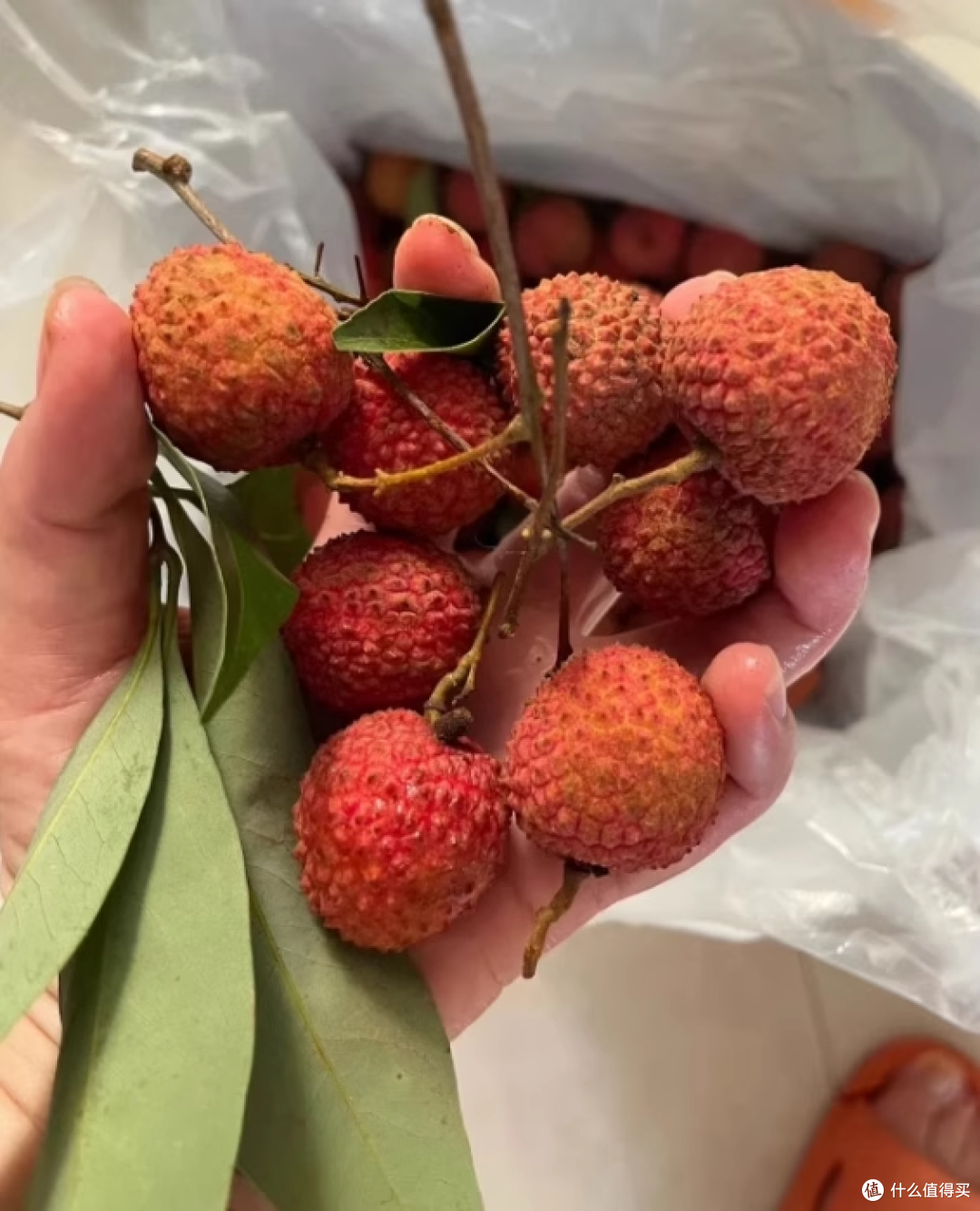荔枝自由实现了!我炫增城桂味的疯狂体验