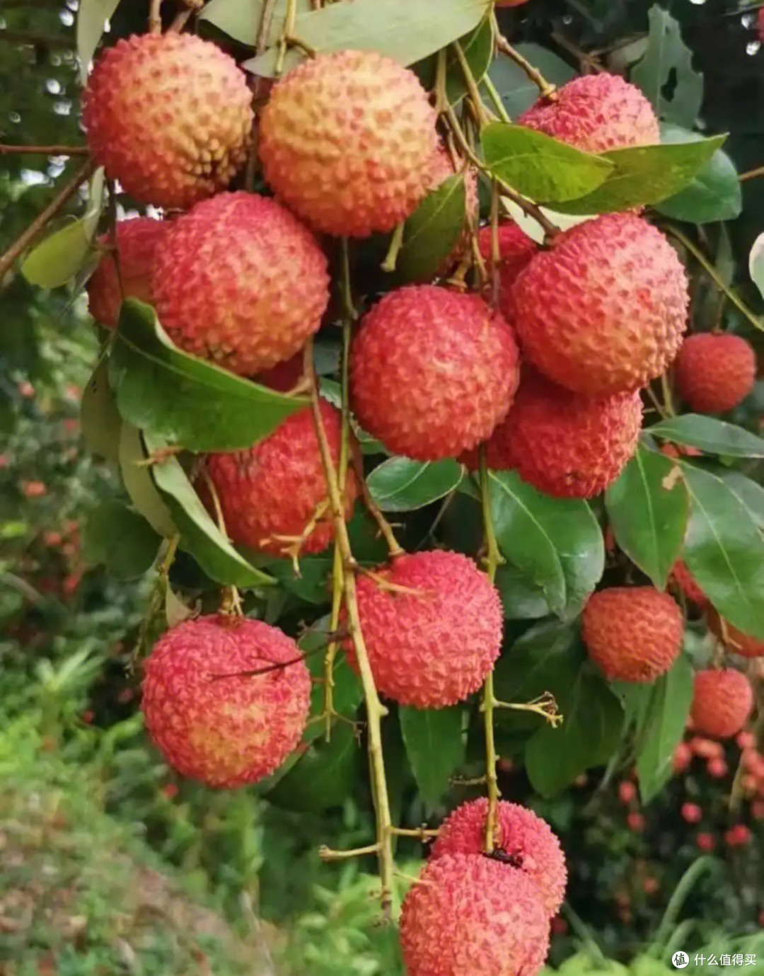 家人们!今年夏天的荔枝市场简直是“神仙打架”,