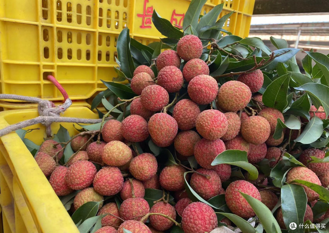 今年夏天的荔枝简直是来报恩的！以前觉得荔枝是"贵族水果"，