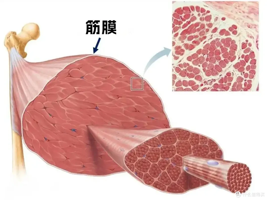 2025最新筋膜枪选购攻略丨筋膜枪是智商税吗?6款筋膜枪深度横评