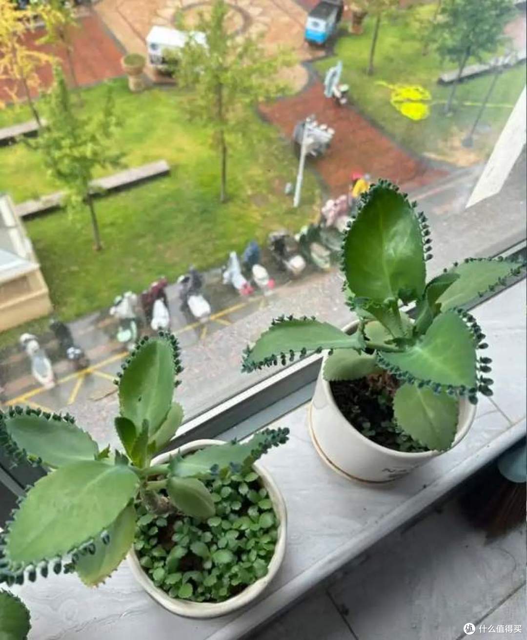 浇不死的8种花，还晒不死，就算是新手，也能养得花开富贵