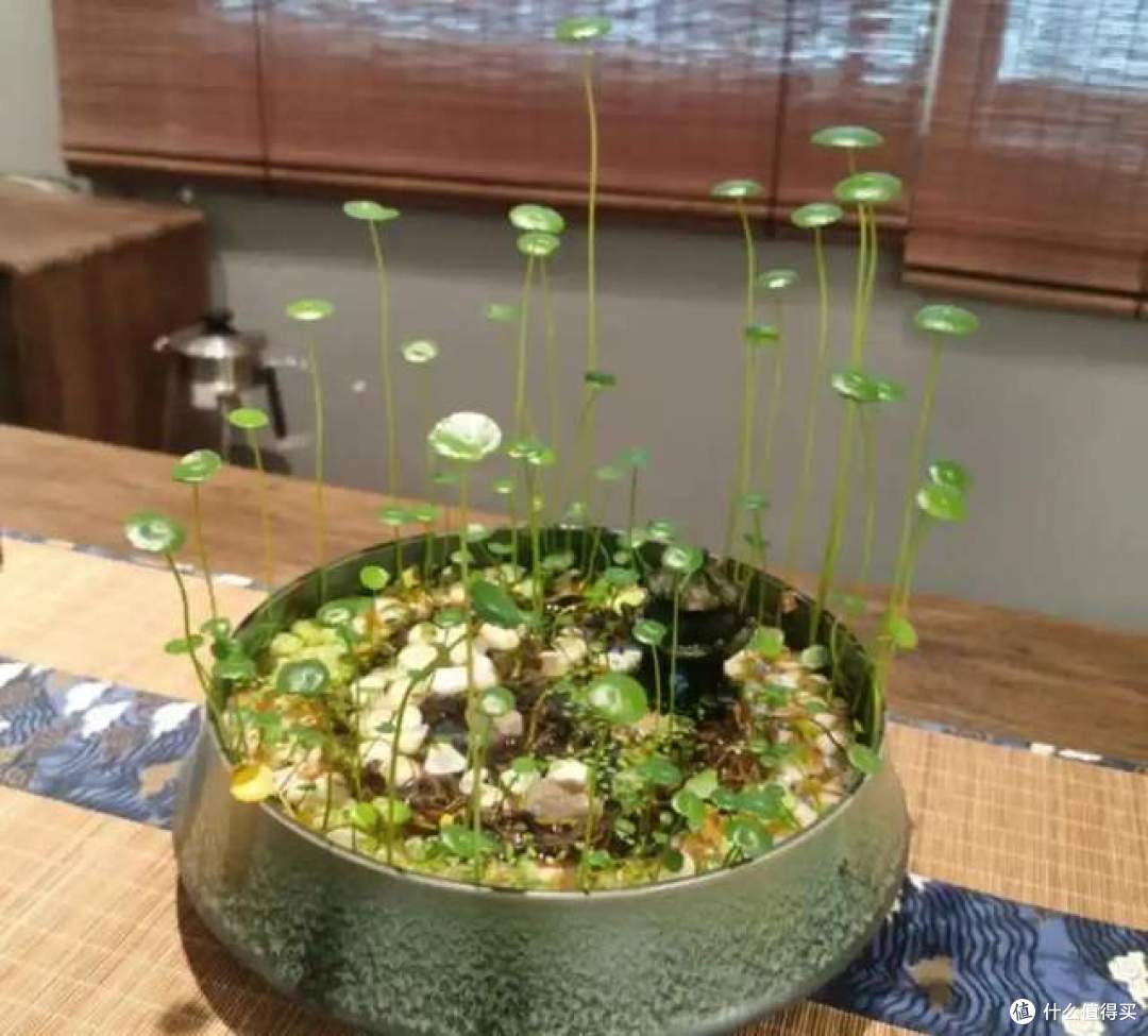 浇不死的8种花，还晒不死，就算是新手，也能养得花开富贵
