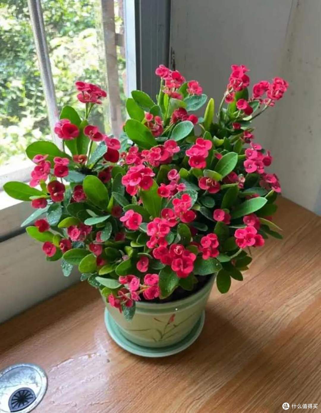浇不死的8种花，还晒不死，就算是新手，也能养得花开富贵