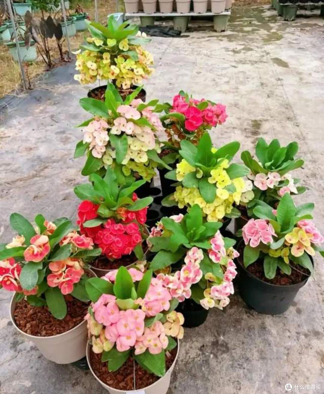 浇不死的8种花，还晒不死，就算是新手，也能养得花开富贵