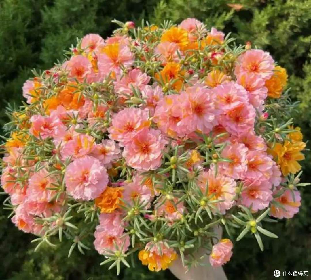 浇不死的8种花，还晒不死，就算是新手，也能养得花开富贵