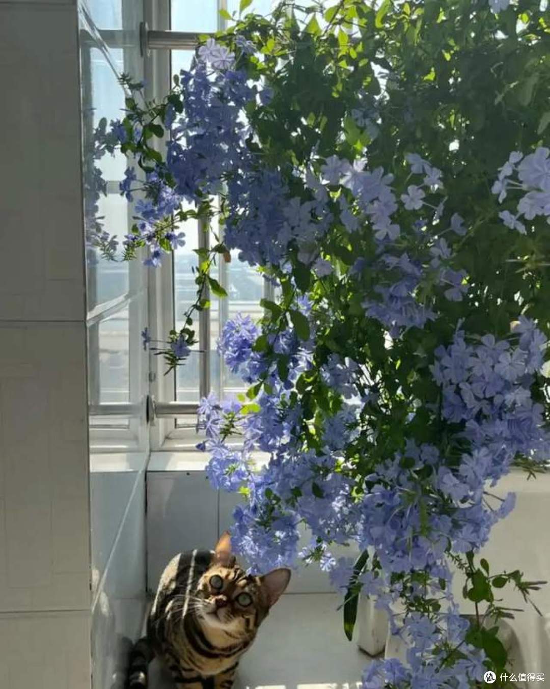 浇不死的8种花，还晒不死，就算是新手，也能养得花开富贵