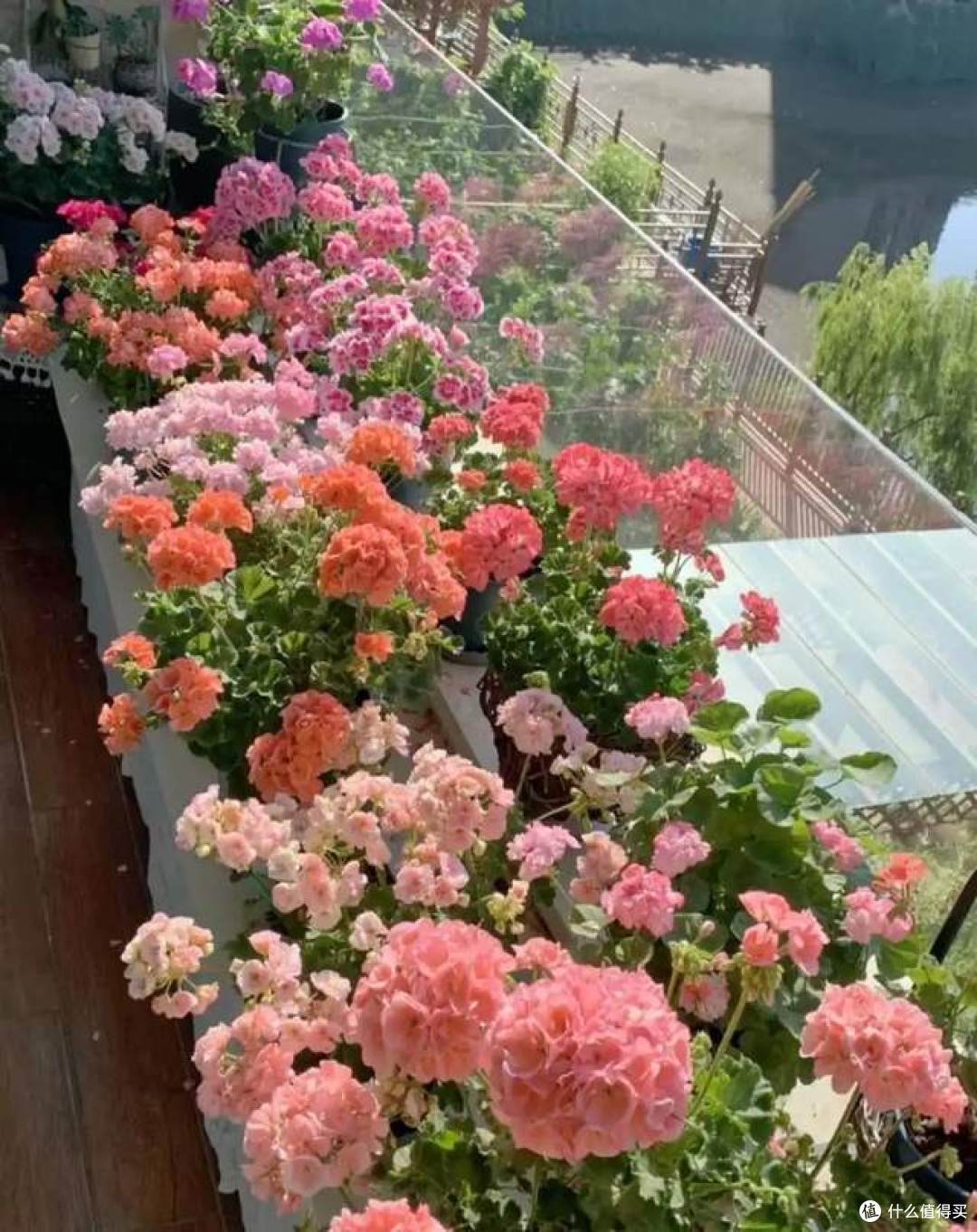 浇不死的8种花，还晒不死，就算是新手，也能养得花开富贵