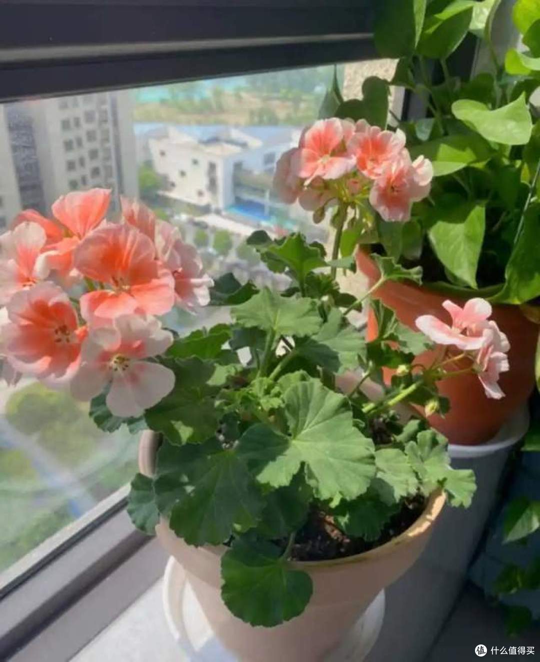 浇不死的8种花，还晒不死，就算是新手，也能养得花开富贵