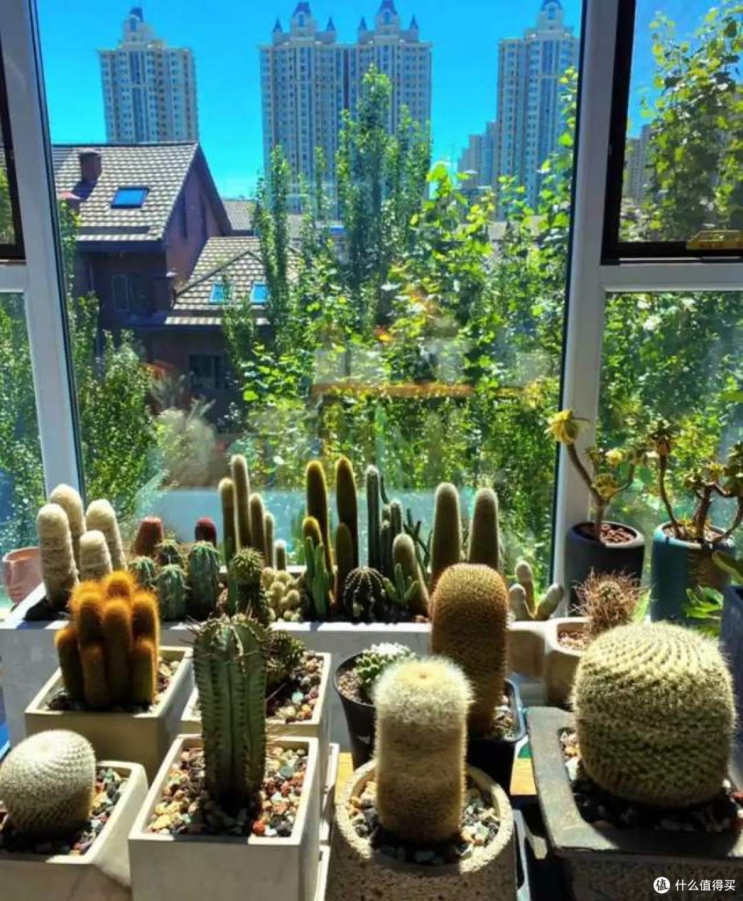 浇不死的8种花，还晒不死，就算是新手，也能养得花开富贵