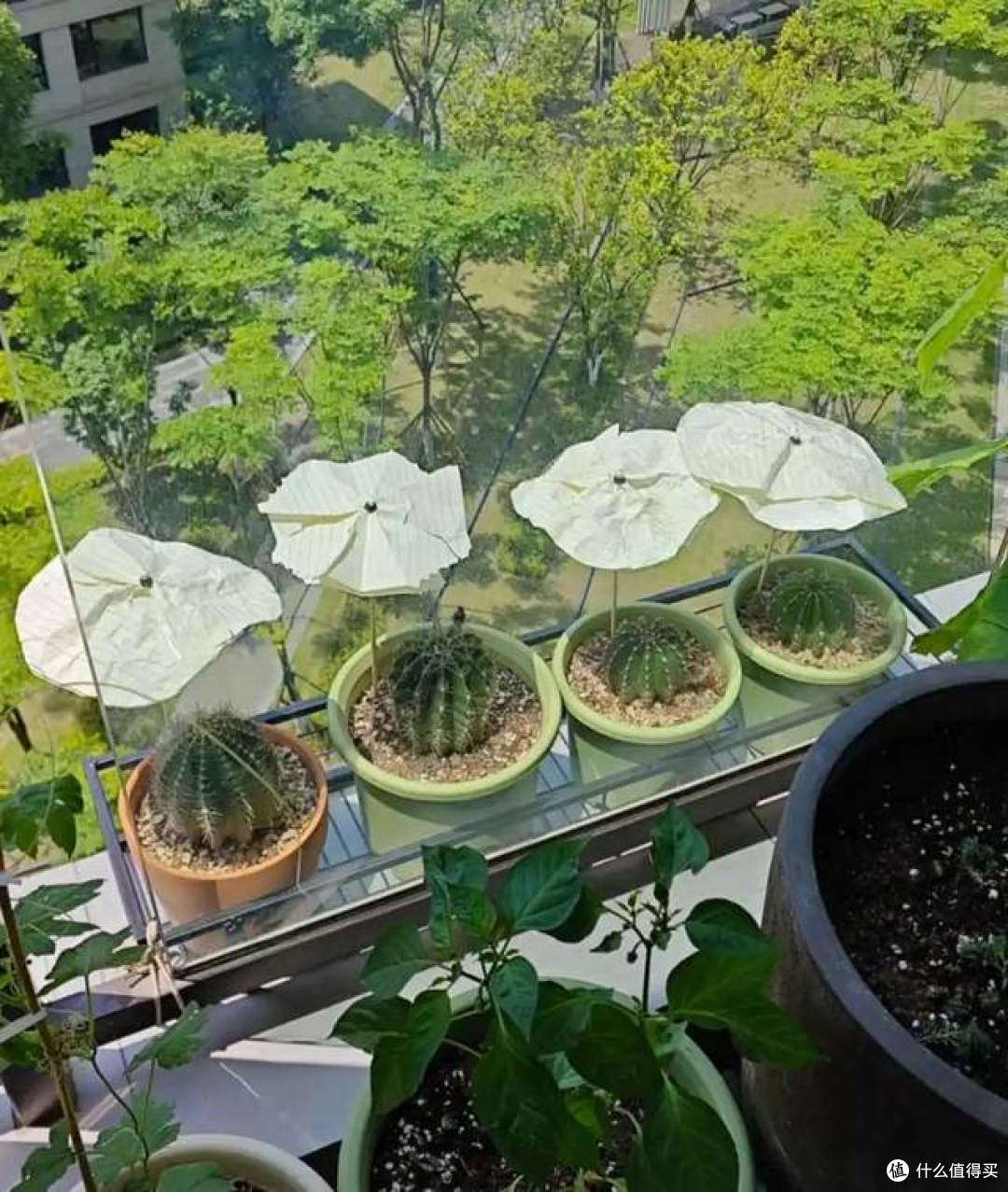 浇不死的8种花，还晒不死，就算是新手，也能养得花开富贵